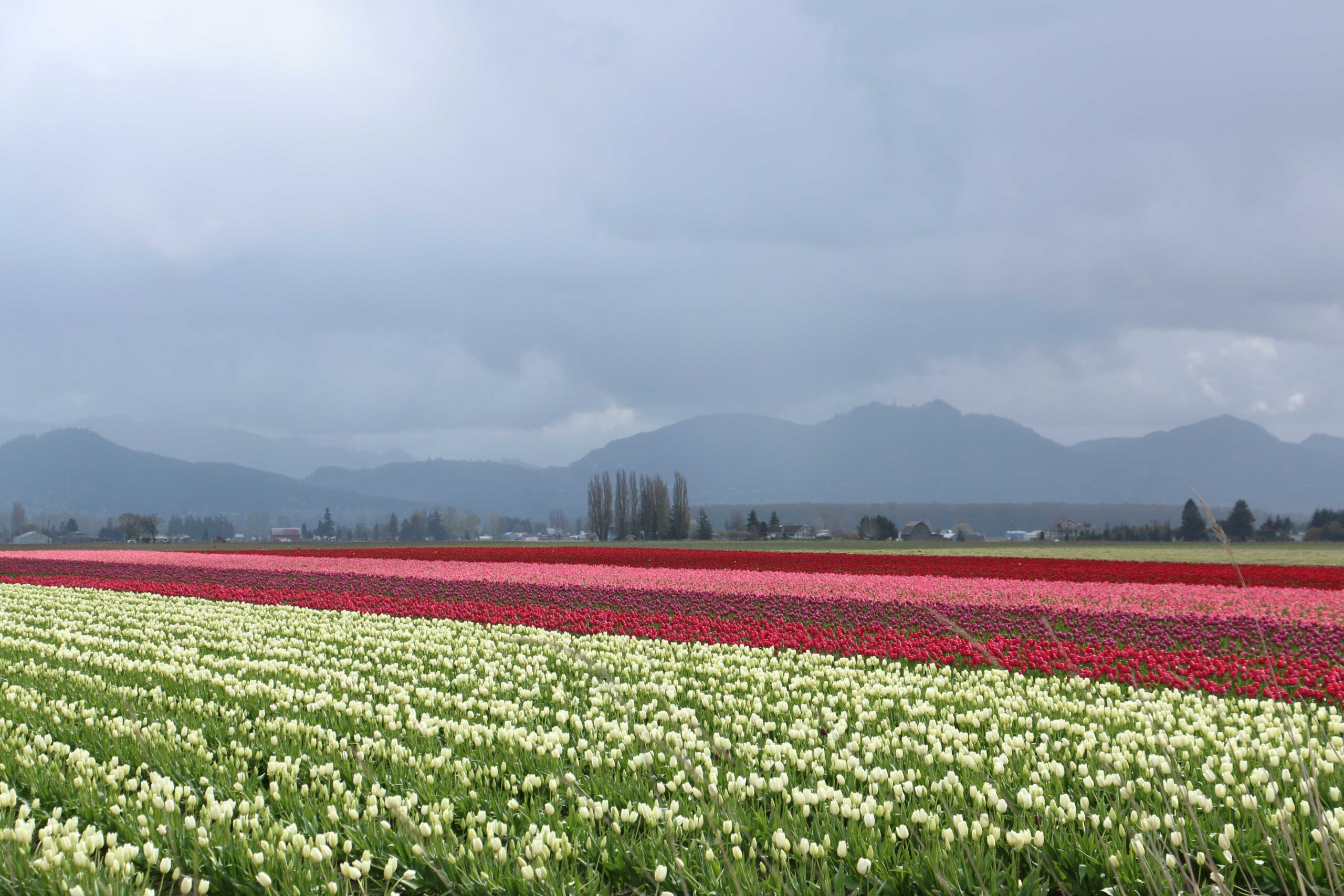 Skagit Valley Spring Tulip Field