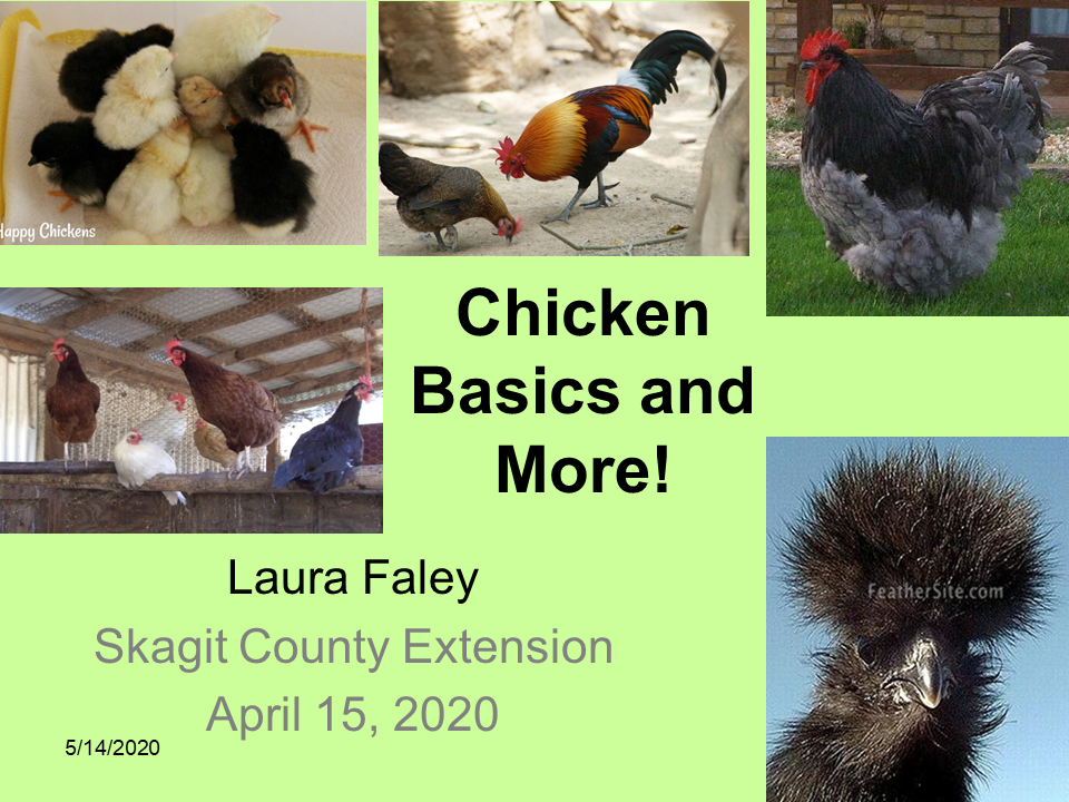 A variety of chicken images showcasing different management styles and examples.