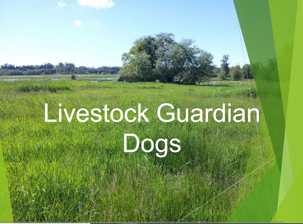Slide illustrating livestock guardian dogs highlighting their protective nature.