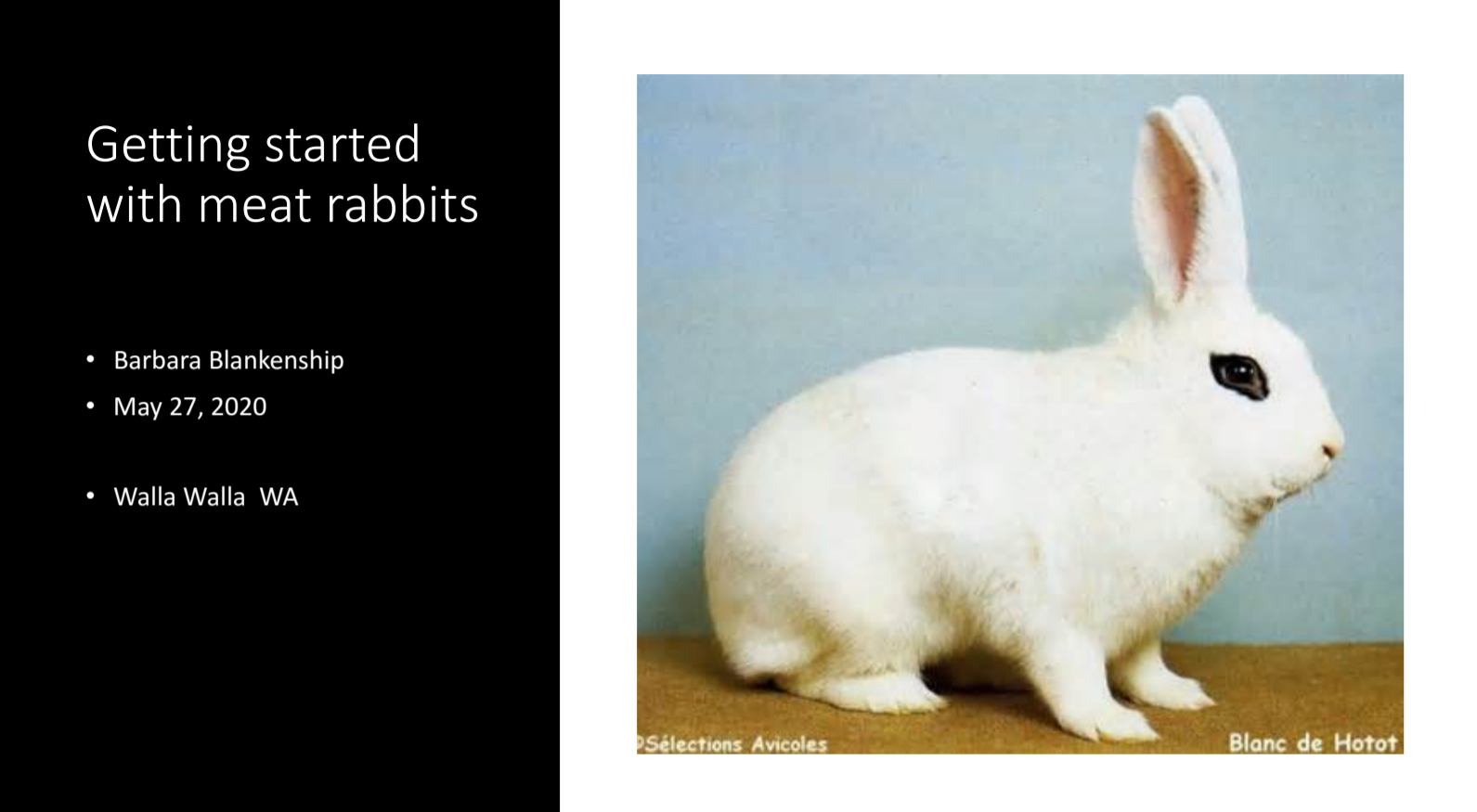 An instructional slide on raising meat rabbits, featuring images of rabbit breeds, housing setups, and feeding practices for beginners.