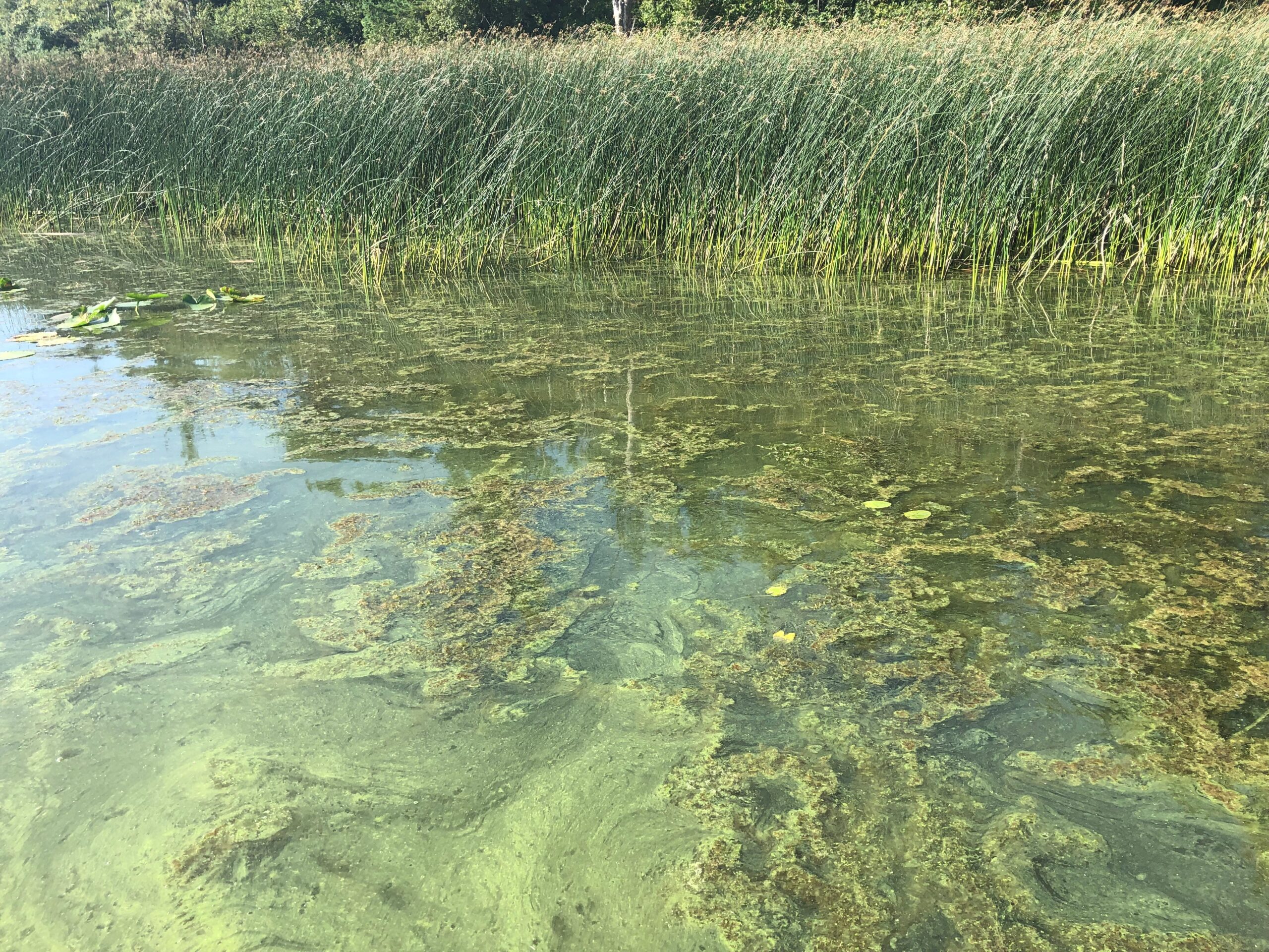 green algae bloom