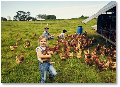 Pasture raised chickens on a homestead