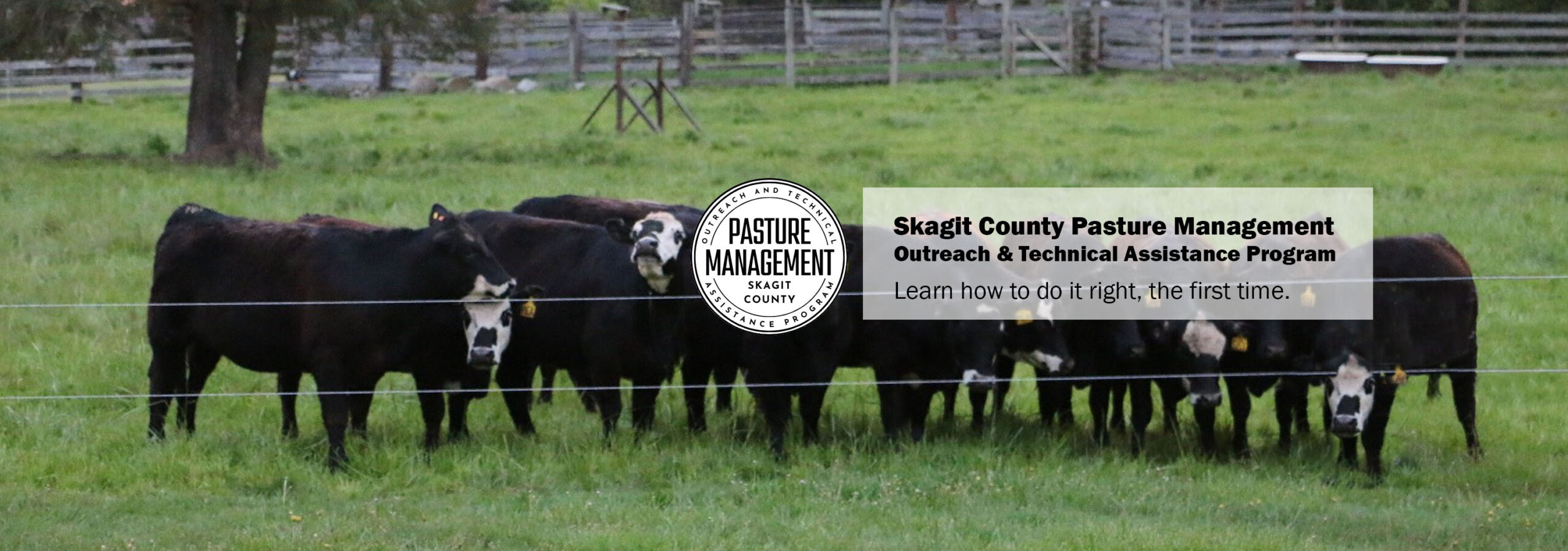 Pasture Management Logo and cross bred heifers illustrating use of Electric Fence and rotational grazing