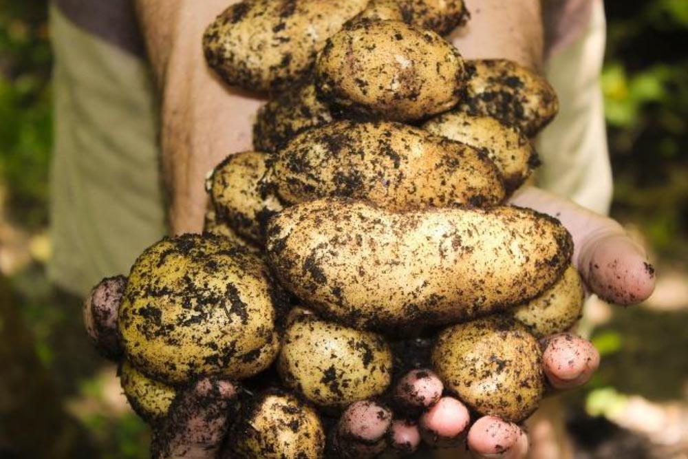 Freshly dug yellow potatoes