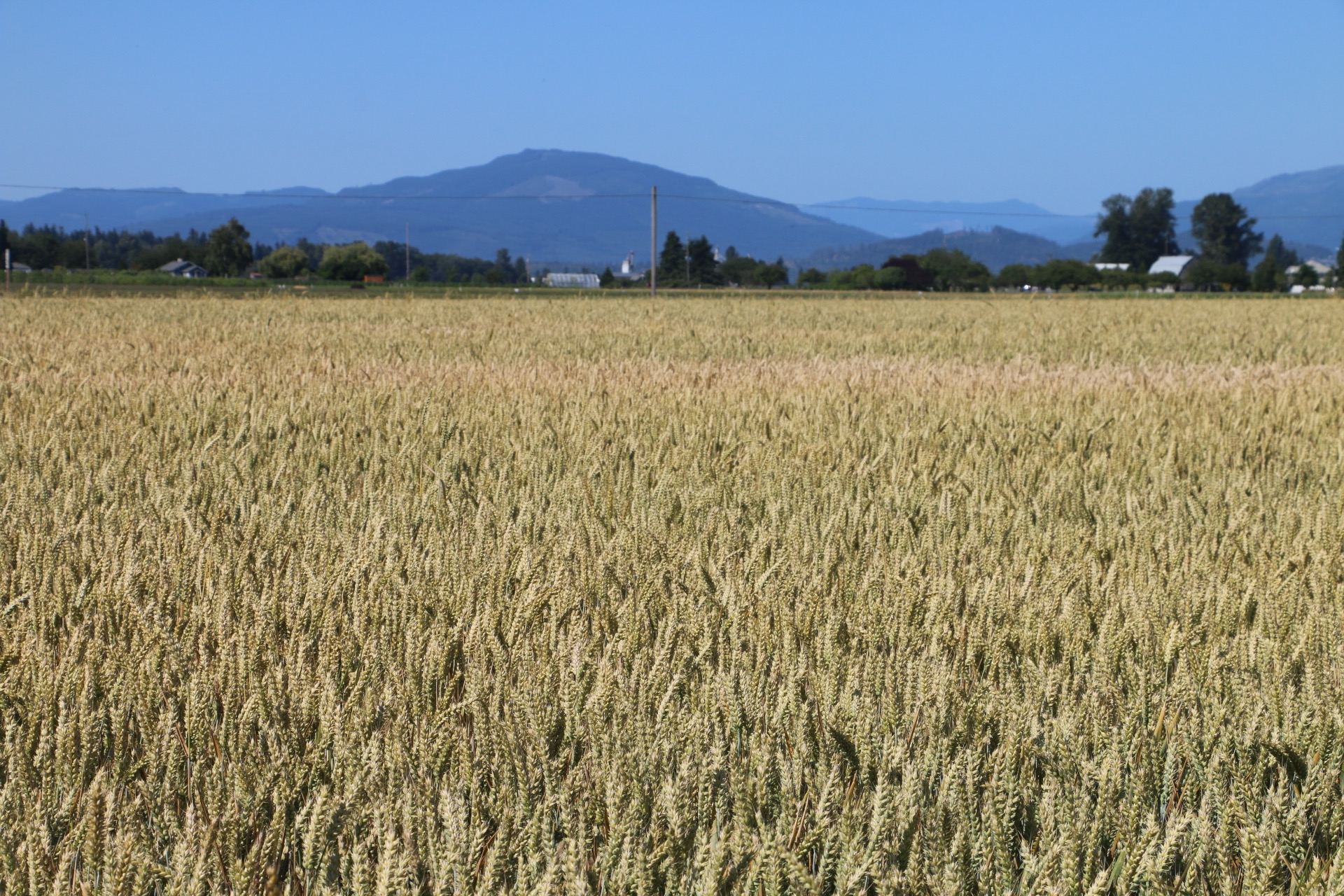 Skagit Valley Wheat Field
