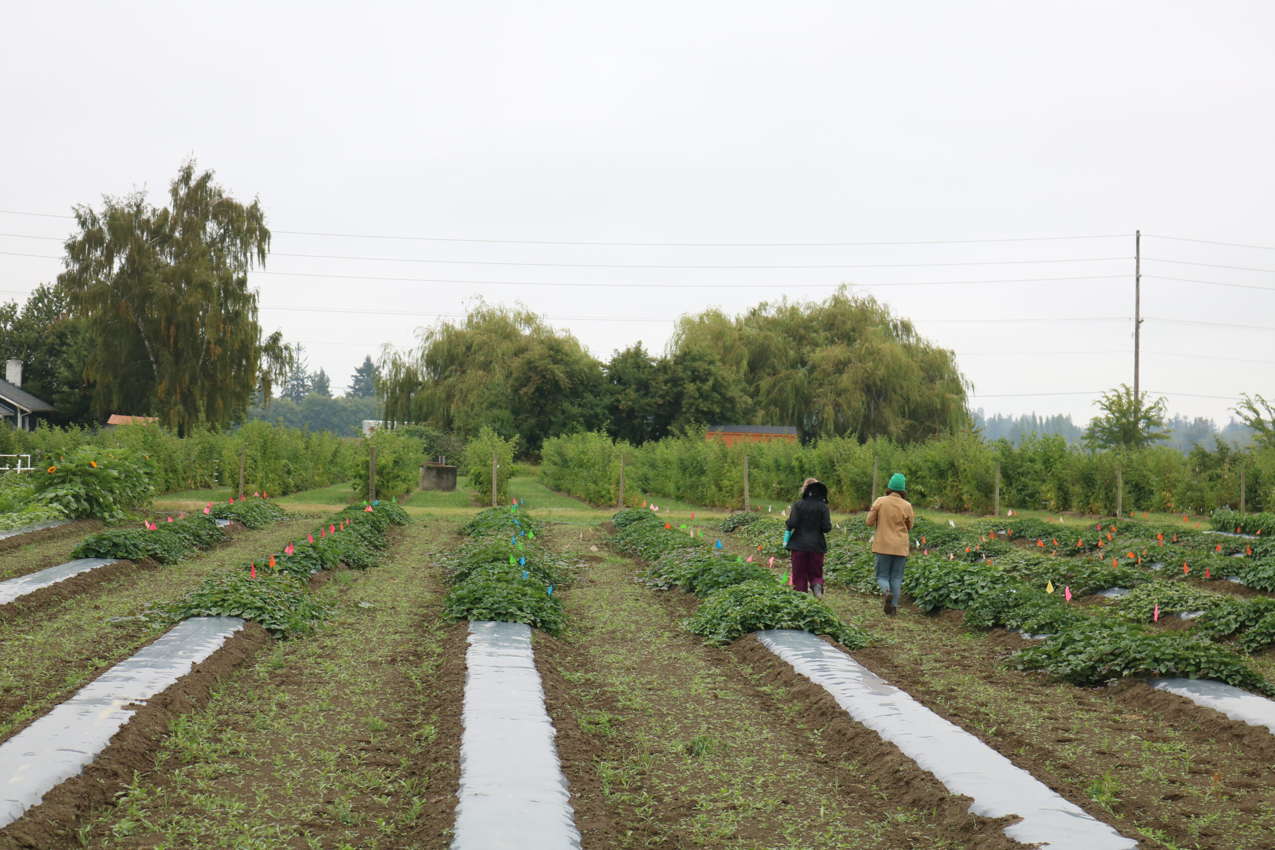 Small Skagit Farm using mulch