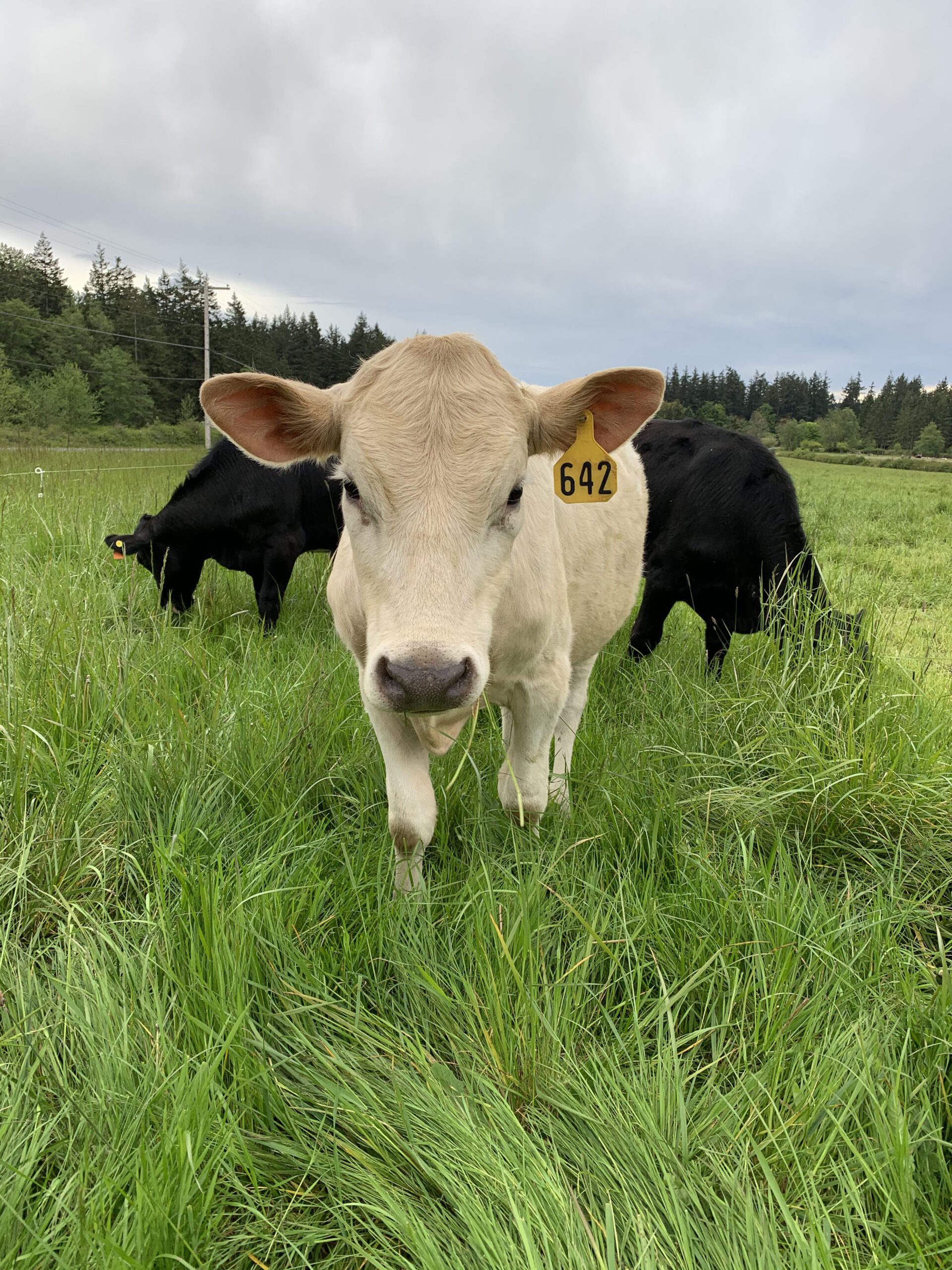 Skagit county cattle graze in green field