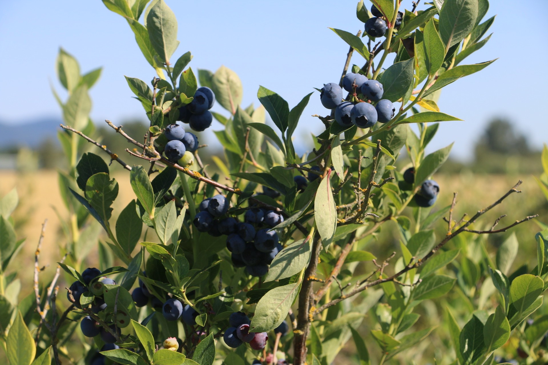 Skagit Valley Blueberries