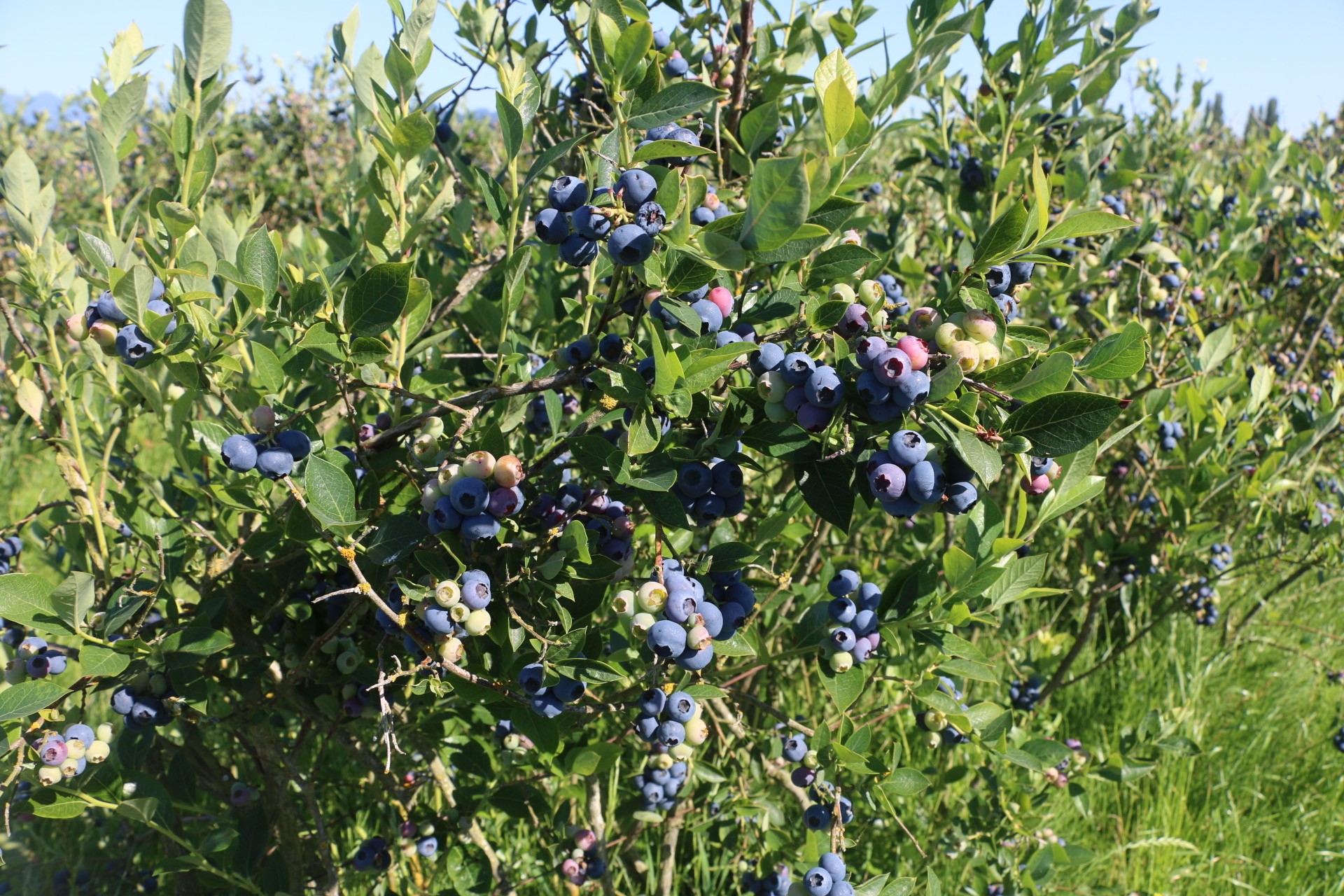 blueberries ready to harvest