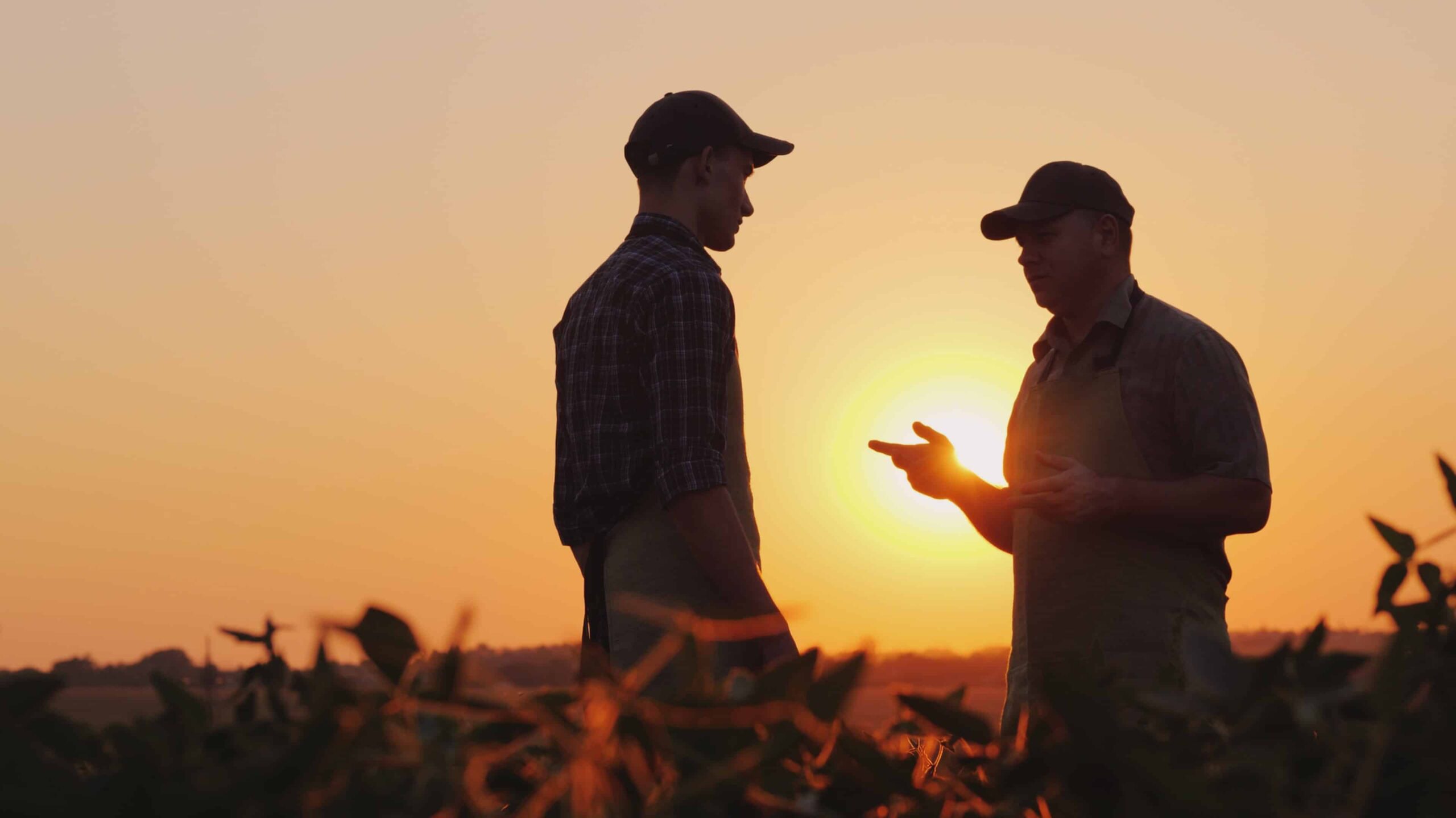 Two men are talking in a field at sunset, with the sun casting a golden glow over the landscape.