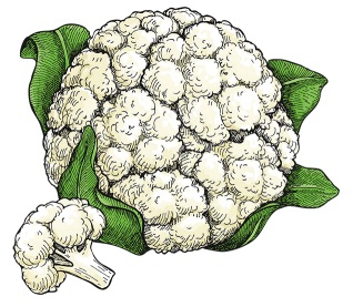 Drawing of one head of cauliflower.