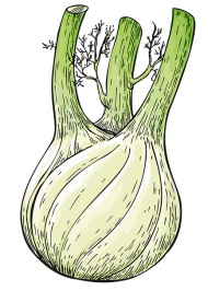Drawing of a fennel bulb.