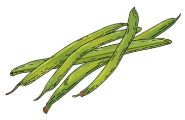 Drawing of five long green beans.
