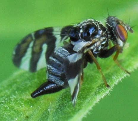 Apple Maggot Adult Fly