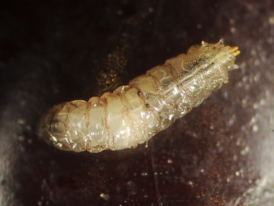 Spotted Wing Drosophila Larvae