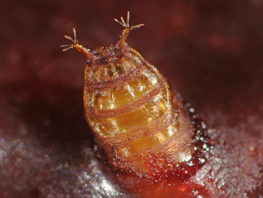 Spotted Wing Drosophila Pupa