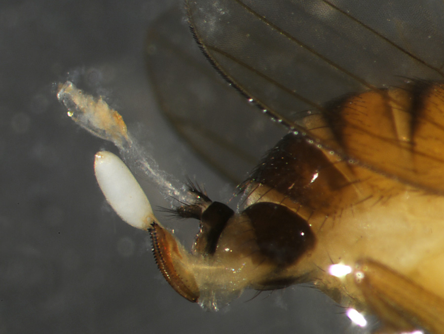 Spotted Wing Drosophila egg
