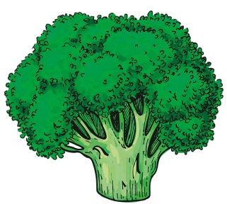 Drawing of a head of broccoli