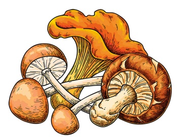 Drawing of a collection of different types of edible mushrooms.