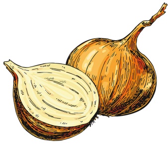 Drawing of one whole onion and one half onion.