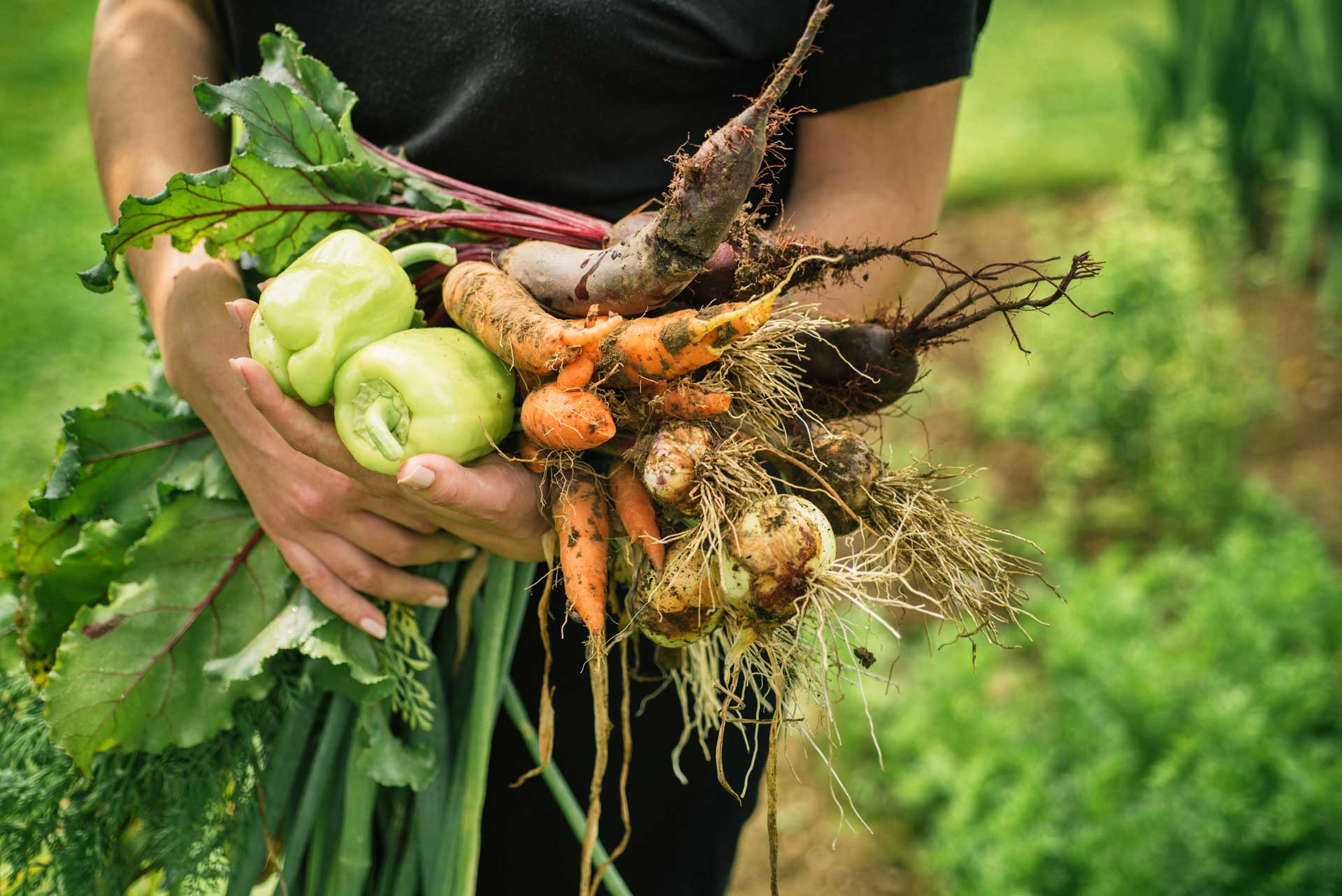Fresh Picked Vegetables