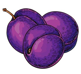 Drawing of three purple plums