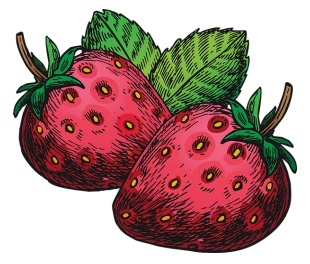 Drawing of two strawberries with stems and leaves attached.