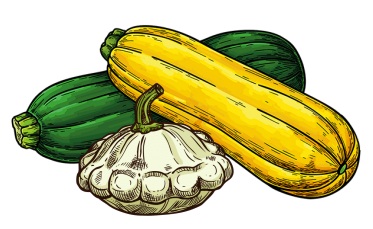 Drawing of green, yellow, and white summer squashes.