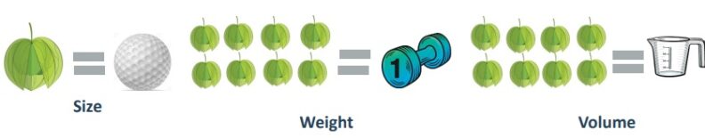 One tomatillo is the size of a golf ball. Eight tomatillos equal a one-pound weight, which equal one cup in volume.