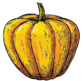 Drawing of an orange squash.