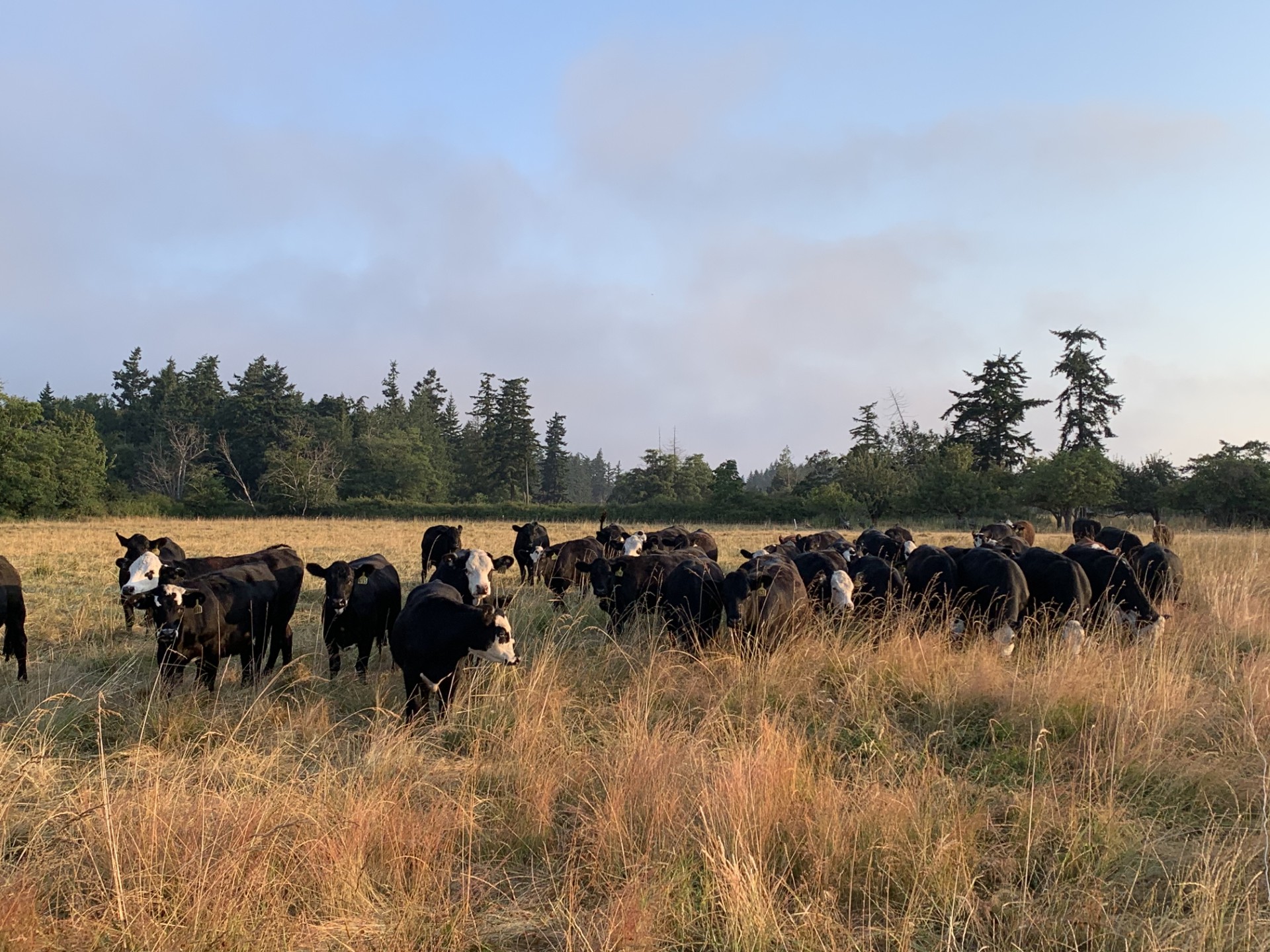 group of steers grazing