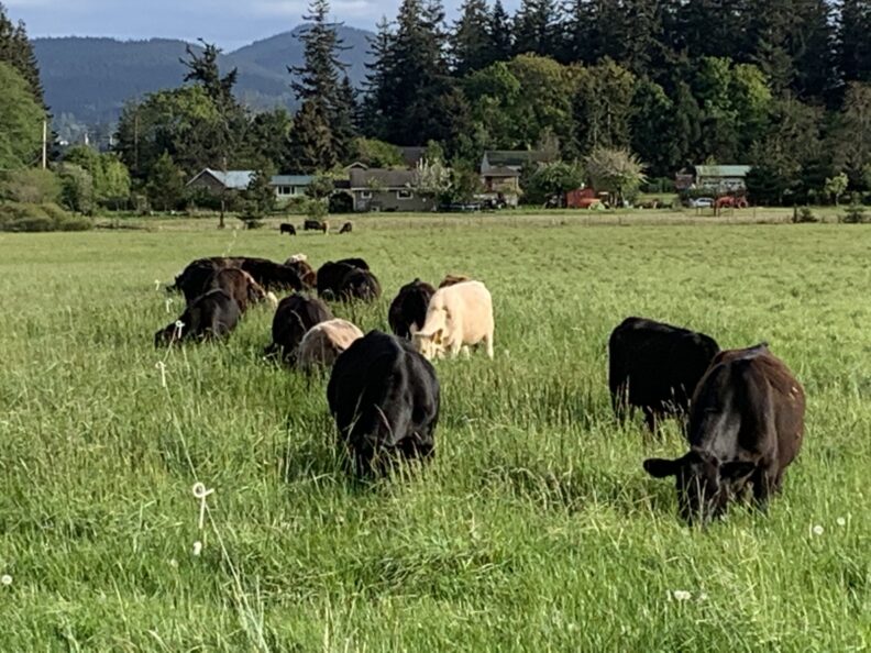 LIvestock in field grazing