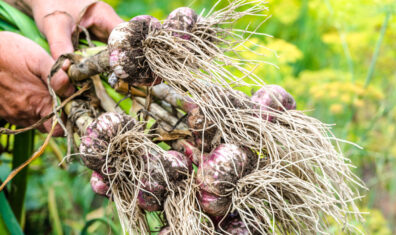 Garlic harvesting