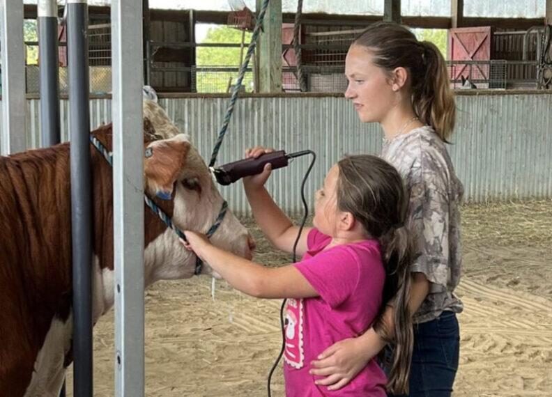Skagit Valley Livestock 4-H members Oakley and Jaelynn team up to clip their heifer Reba in preparation for the Skagit County Fair.
