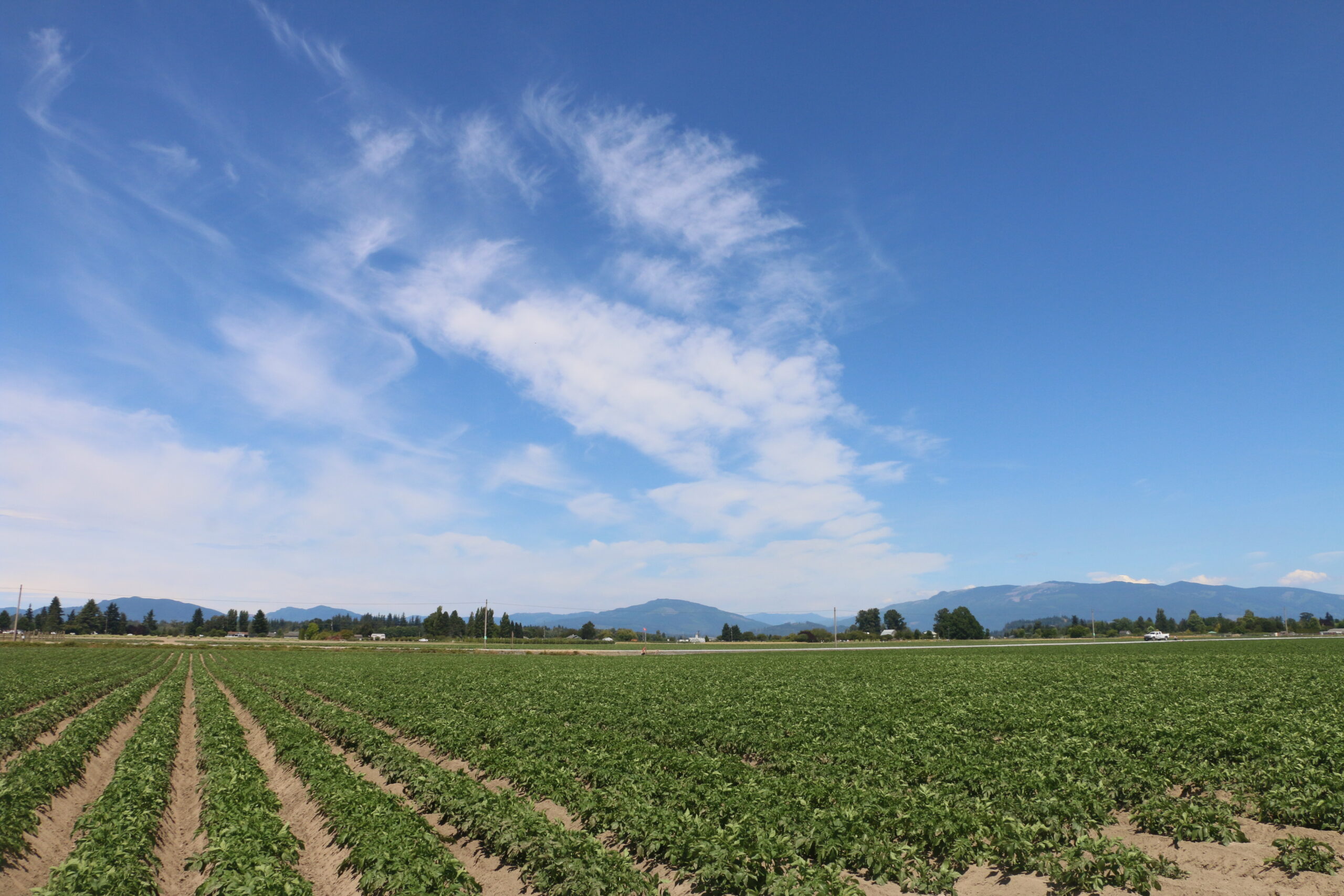 Skagit Valley Potato Field