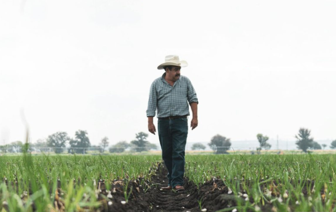 farmer scaning new planting of vegetables