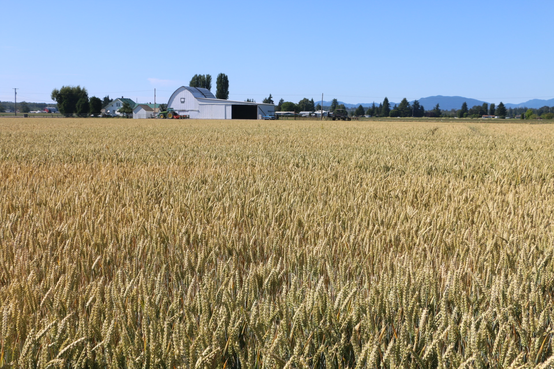 Skagit Valley Wheat Field
