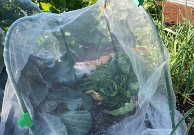 Floating Row Covering cabbage