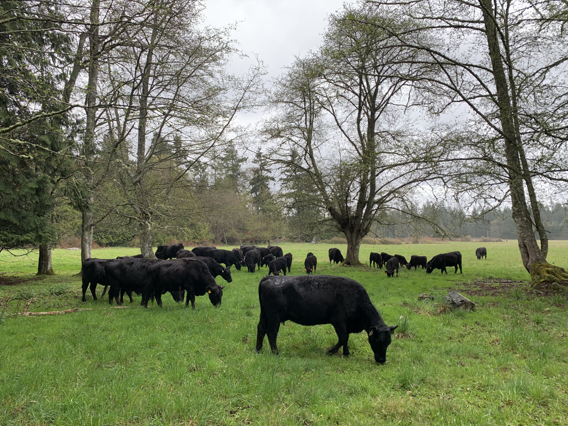 Skagit County beef herd grazing in alder forest