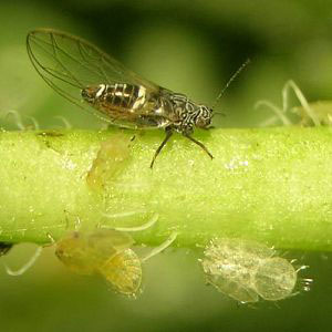Potato psyllid adult and nymphs