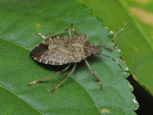 Brown marmorated stink bug adult on cherry leaf