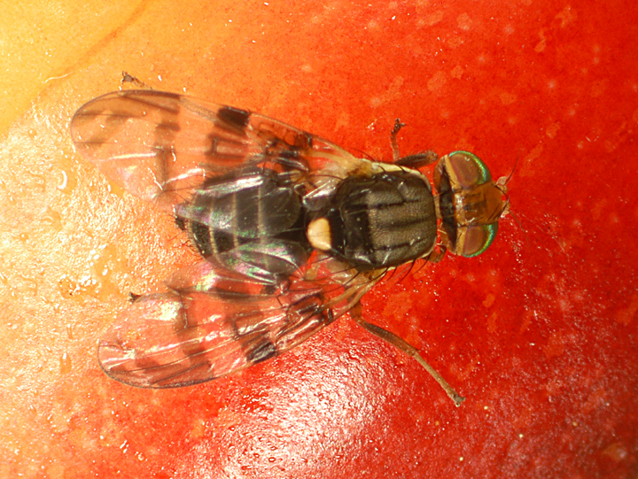 Cherry fruit fly adult 