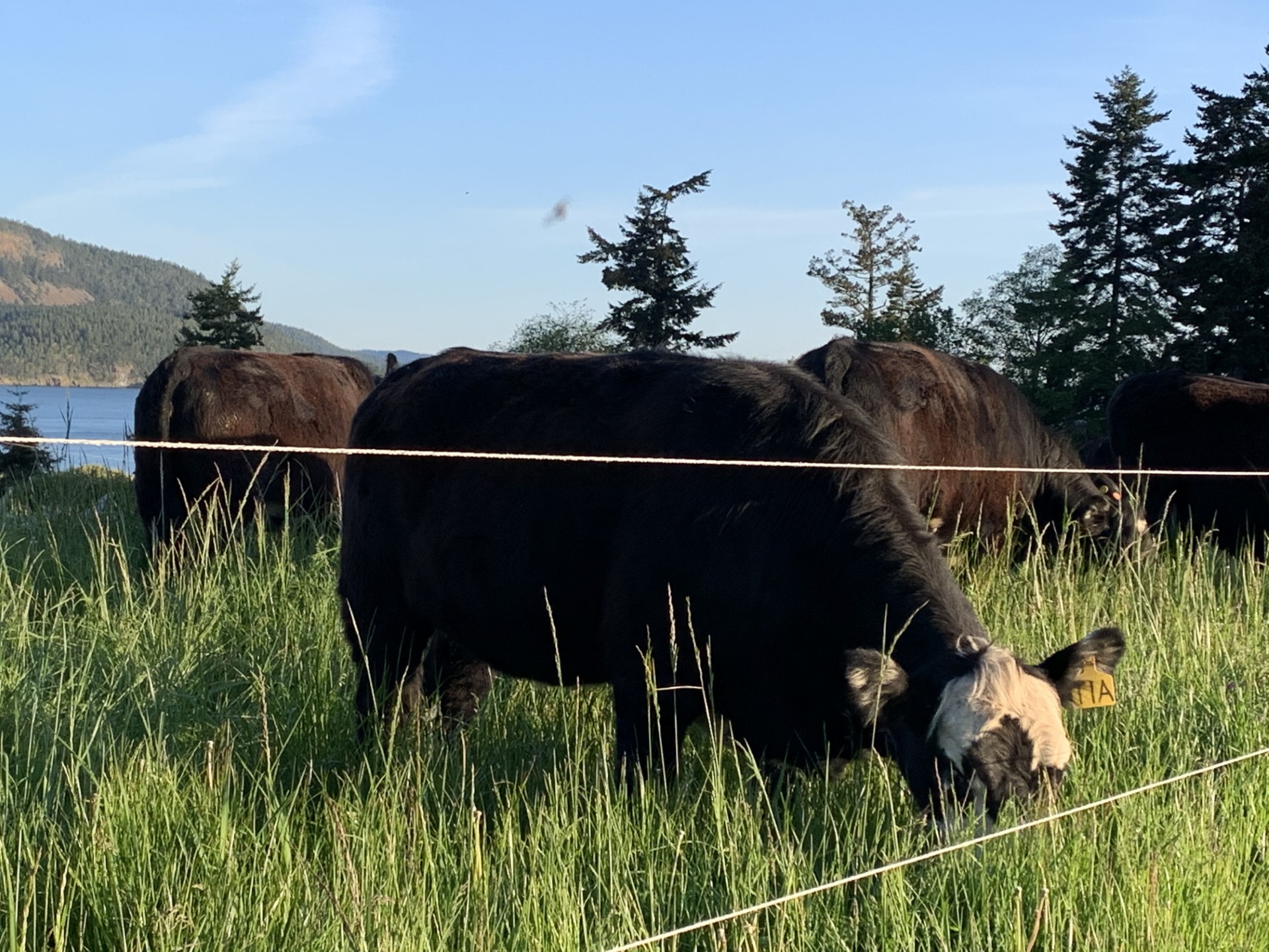 Heifer grazing behind an electric fence near Puget Sound