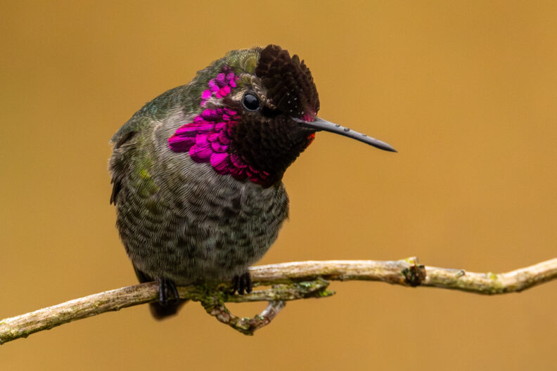 hummingbird on branch