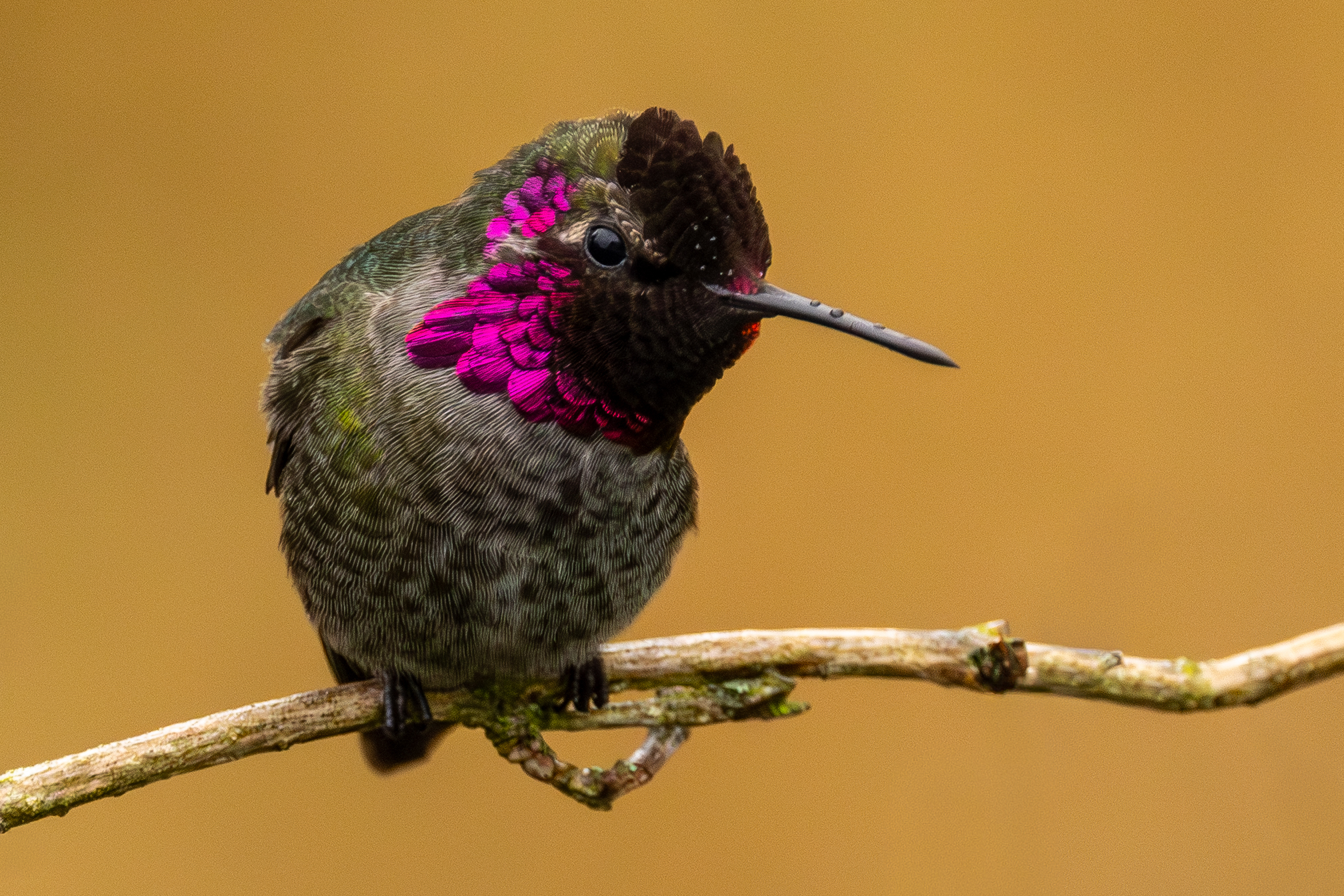 hummingbird on branch