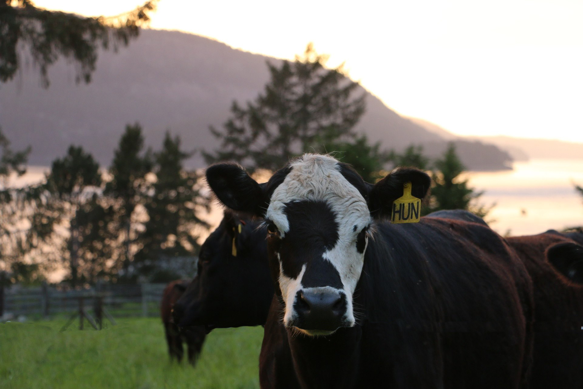 Black white face cattle near Puget Sound