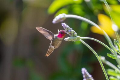 hummingbird and lavender plant