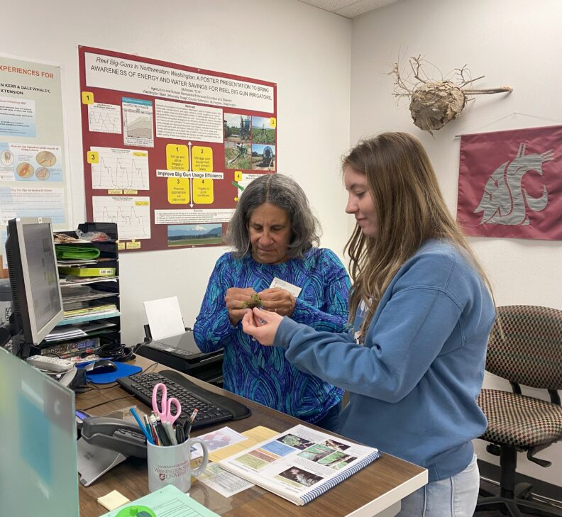 Two WSU Extension Master Gardener volunteers are diagnosing a sample brought into our plant clinic. 