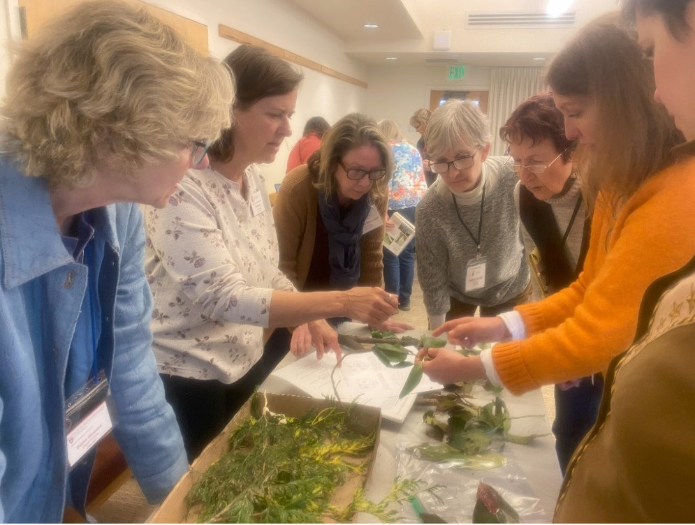 Master gardener volunteers looking at plant clinic samples