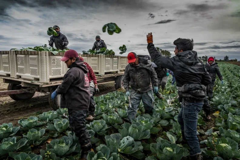 Flying Cabbages by Craig J. Barber Harvesting cabbage: bend over, cut, stand up and toss. Bend over, cut, stand up and toss. These heads will be trimmed, washed and sent to market.